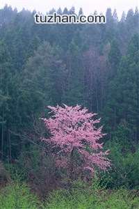 马赛逆袭追平巴黎，法甲胜负未分高悬整装待发