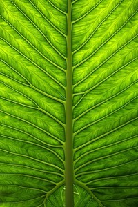 卢卡斯助攻，皇马剑指联赛冠军